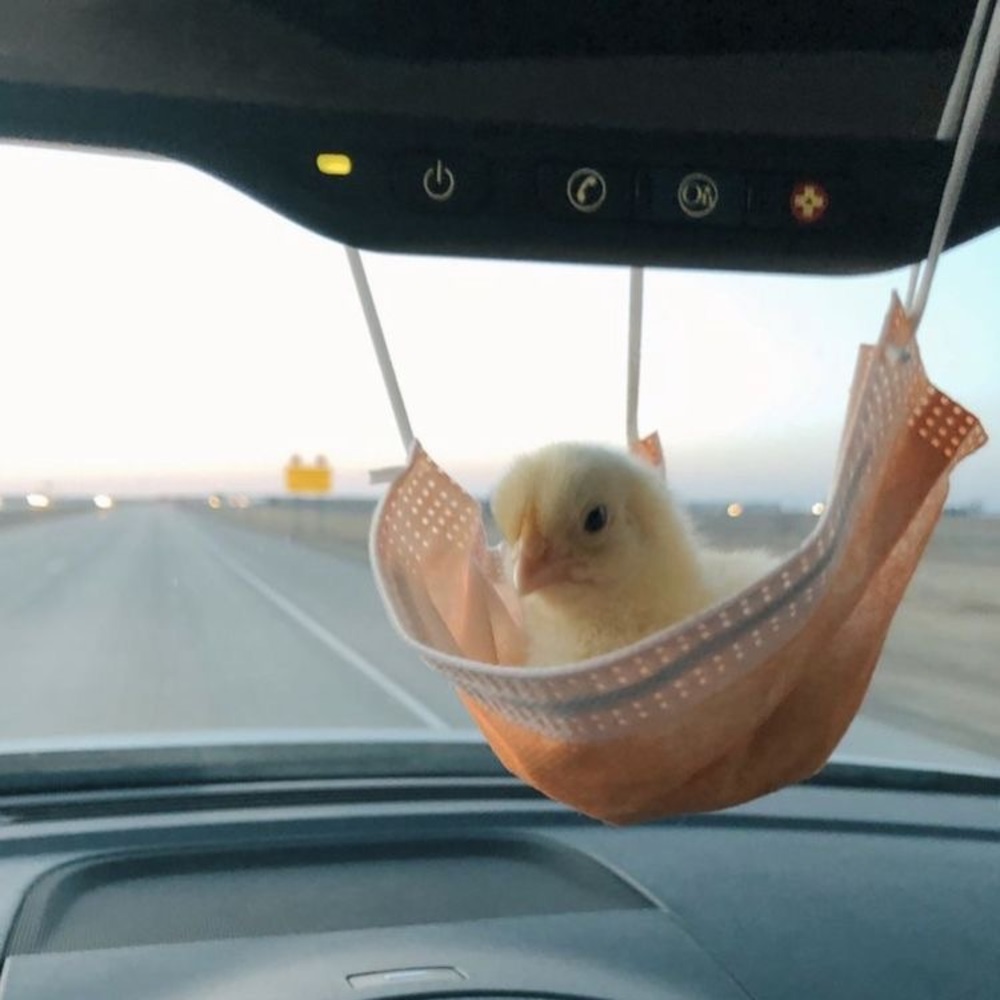 Meet your Posher, Claire